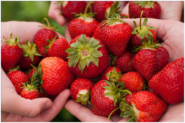 summer-strawberries-01